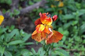 Image result for Cheiranthus cheiri