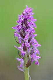 Attēlu rezultāti vaicājumam “Dactylorhiza cruenta”