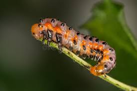 Attēlu rezultāti vaicājumam “Argidae larva”