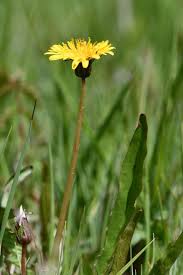 Attēlu rezultāti vaicājumam “Taraxacum officinale aggr. leaf”