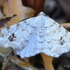 Attēlu rezultāti vaicājumam “Macaria signaria”