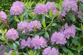 Attēlu rezultāti vaicājumam “Rhododendron catawbiense”