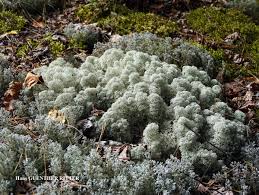 Attēlu rezultāti vaicājumam “Cladonia stellaris”