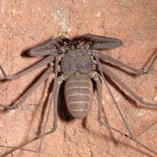 Attēlu rezultāti vaicājumam “Arachnida”