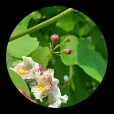 Attēlu rezultāti vaicājumam “Catalpa ovata”