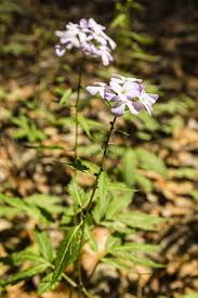 Attēlu rezultāti vaicājumam “Cardamine bulbifera flower”