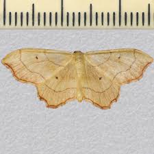 Attēlu rezultāti vaicājumam “Idaea emarginata”