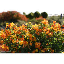 Attēlu rezultāti vaicājumam “Jamesoniella autumnalis”