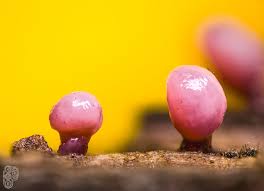 Attēlu rezultāti vaicājumam “Enerthenema papillatum stalked”