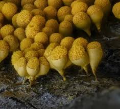 Attēlu rezultāti vaicājumam “Arcyria imperialis spores”