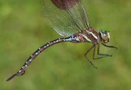 Attēlu rezultāti vaicājumam “Aeshnidae”