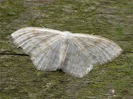 Attēlu rezultāti vaicājumam “Scopula floslactata”