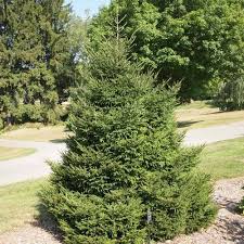 Attēlu rezultāti vaicājumam “Picea orientalis”