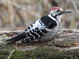 Attēlu rezultāti vaicājumam “Dendrocopos leucotos”