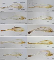 Attēlu rezultāti vaicājumam “Pristiphora maesta”