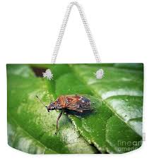 Attēlu rezultāti vaicājumam “Kleidocerys resedae”