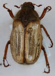 Attēlu rezultāti vaicājumam “Amphimallon solstitiale imago”