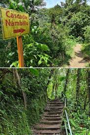 Attēlu rezultāti vaicājumam “Trichia botrytis var. cerifera stalked”