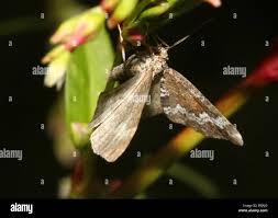 Attēlu rezultāti vaicājumam “Perizoma alchemilla”