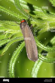 Attēlu rezultāti vaicājumam “Atolmis rubricollis”