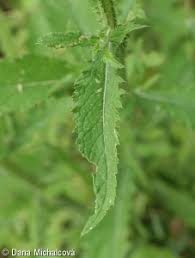 Attēlu rezultāti vaicājumam “Carduus crispus leaf”