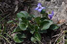 Attēlu rezultāti vaicājumam “Viola rupestris flower”