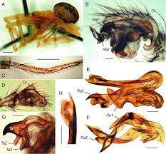 Attēlu rezultāti vaicājumam “Phylloneta sp.”