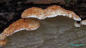 Attēlu rezultāti vaicājumam “Sarcoporia polyspora”