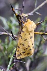 Attēlu rezultāti vaicājumam “Rhyparia purpurata”