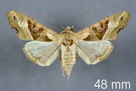 Attēlu rezultāti vaicājumam “Phlogophora meticulosa”