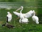 in St. James's Park - via Daymix