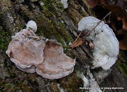 Attēlu rezultāti vaicājumam “Gloeoporus dichrous”