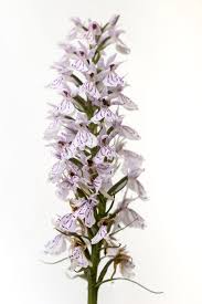 Attēlu rezultāti vaicājumam “Dactylorhiza russowii leaf”