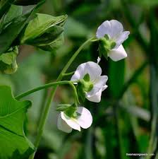 Attēlu rezultāti vaicājumam “Pisum sativum flower”