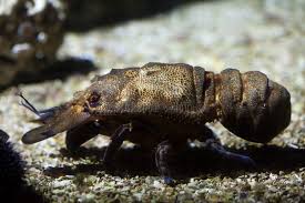 Image result for Scyllarides latus