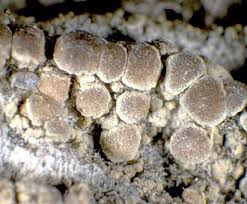 Attēlu rezultāti vaicājumam “Lecanora albella”