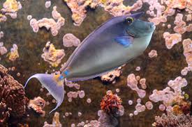 Image result for Naso unicornis