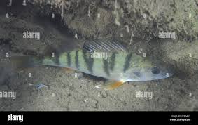 Attēlu rezultāti vaicājumam “Perca fluviatilis”