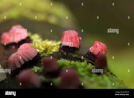 Attēlu rezultāti vaicājumam “Stemonitis fusca stalked”