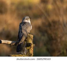 Attēlu rezultāti vaicājumam “Cuculus canorus adult”