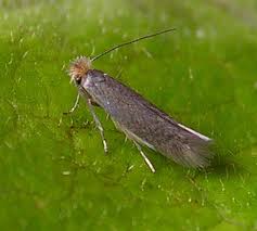 Attēlu rezultāti vaicājumam “Bucculatrix rhamniella”