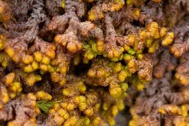 Attēlu rezultāti vaicājumam “Ptilidium ciliare”