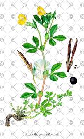 Attēlu rezultāti vaicājumam “Lathyrus vernus fruit”