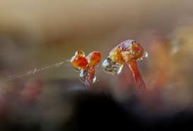 Attēlu rezultāti vaicājumam “Hemitrichia serpula macro”