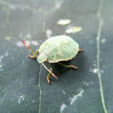 Attēlu rezultāti vaicājumam “Palomena prasina nymph”