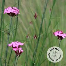 Image result for Dianthus carthusianorum