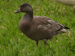 Image result for Anser caerulescens