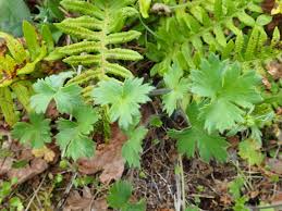 Attēlu rezultāti vaicājumam “Ranunculus repens leaf”