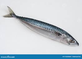 Image result for Scomber scombrus