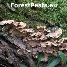 Attēlu rezultāti vaicājumam “Stereum hirsutum”